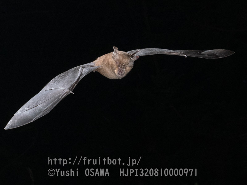 キクガシラコウモリ 二人の世界オオコウモリ旅行